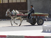 Algeria / Algerie - Touggourt - Wilaya de Ouargla: cart with speeding donkey - photo by J.Kaman