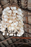 Blowing Point, Anguilla: light fixture made of shells - LA Café Club - photo by M.Torres