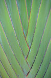 Moroni, Grande Comore / Ngazidja, Comoros islands: Travellers Palm detail - Ravenala madagascariensis - photo by M.Torres