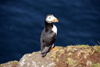 Mykines island, Faroes: Atlantic Puffin - Fratercula arctica - the colourful outer part of the bill is shed after the breeding season - photo by A.Ferrari