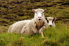 Vágar island, Faroes: sheep on the shore of Sørvagsvatn lake - photo by A.Ferrari