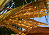 Banjul, The Gambia: Coconut tree flower (Cocos nucifera) - female and male flowers share the same inflorescence- monoecious / polygamomonoecious tree - photo by M.Torres