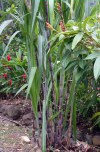 Guadeloupe / Guadalupe / Guadelupe: sugar cane growing / canne a sucre / cana de açucar (photographer: R.Ziff)