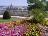 Hungary / Ungarn / Magyarország - Budapest: floral lookout from Castle hill towards the Parliament - flowers (photo by J.Kaman)