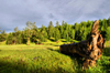 Khövsgöl province, Mongolia: big trunk, in the hills near Mörön - photo by A.Ferrari