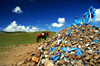 Khövsgöl province, Mongolia: a horse behind a cairn shrine, on the way to Khövsgöl Nuur / lake - photo by A.Ferrari