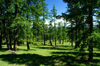 Khövsgöl province, Mongolia: pine tree forest, on the way to Khövsgöl Nuur / lake - photo by A.Ferrari