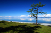 Khövsgöl lake / Nuur, Khövsgöl / Hovsgol province, Mongolia: on the lake shore - lone tree - photo by A.Ferrari