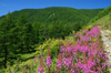 Khövsgöl lake / Nuur, Khövsgöl province, Mongolia: wild flowers, in the mountains surrounding the lake - photo by A.Ferrari