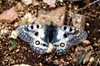 Khövsgöl lake / Nuur, Khövsgöl province, Mongolia: butterfly, in the mountains surrounding the lake - photo by A.Ferrari
