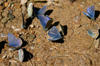 Khövsgöl lake / Nuur, Khövsgöl province, Mongolia: butterflies, in the mountains surrounding the lake - photo by A.Ferrari