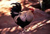 Ilha de Moçambique / Mozambique island: galo / cock - rooster - Gallus gallus - photo by F.Rigaud
