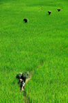 Nepal, Pokhara: men carrying feed through rice fields - photo by J.Pemberton