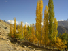 Duikar hamlet, Altit - Northern Areas, Pakistan: trees and the Hunza valley - photo by D.Steppuhn