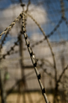 Bethlehem, West Bank, Palestine: razor wire near a checkpoint - photo by J.Pemberton
