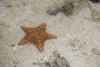Galeta Island, Colón province, Panama: orange star fish, Smithsonian Tropical Research Institute, Galeta Point - photo by H.Olarte