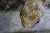 Galeta Island, Colón province, Panama: blowfish, Smithsonian Tropical Research Institute - STRI, Galeta Point - photo by H.Olarte