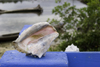Galeta Island, Colón province, Panama: strombus gigas conch, Smithsonian Tropical Research Institute, Galeta Point - photo by H.Olarte
