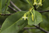 Galeta Island, Colón province, Panama: mangrove flower, Smithsonian Tropical Research Institute, Galeta Point - photo by H.Olarte