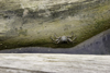 Galeta Island, Colón province, Panama: crab on a log, Galeta Point - photo by H.Olarte