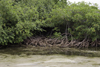 Galeta Island, Colón province, Panama: mangrove forest protecting the coast - Smithsonian Tropical Research Institute, Galeta Point - photo by H.Olarte