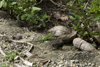 Galeta Island, Colón province, Panama: young iguana (Iguana iguana) entering a mangrove patch, Smithsonian Tropical Research Institute, Galeta Point - photo by H.Olarte