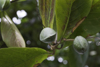 Galeta Island, Colón province, Panama: tropical almond, Terminalia catappa - photo by H.Olarte