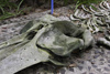 Galeta Island, Colón province, Panama: whale skeleton, Galeta Point, Smithsonian Tropical Research Institute - photo by H.Olarte