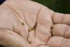 Galeta Island, Colón province, Panama: Frijolillo seeds on a hand - Crotalaria retusa - photo by H.Olarte