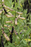 Galeta Island, Colón province, Panama: Frijolillo - toxic plant, Crotalaria retusa - Cachimbito - Cascabelillo - Yellow lupin - Devil bean - photo by H.Olarte