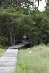 Galeta Island, Colón province, Panama: boardwalk into the mangrove, Galeta Point, Smithsonian Tropical Research Institute - photo by H.Olarte