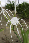 Galeta Island, Colón province, Panama: Spider Lily - Hymenocallis caribaea - bulbous perennial herb whose stamens unite in a characteristic corona - tropical flower - photo by H.Olarte