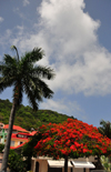 Gustavia, St. Barts / Saint-Barthélemy: flamboyant acacia and palm tree - Rue du Bord de Mer - photo by M.Torres