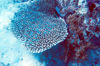 East Timor - Timor Leste: coral and fish - underwater  (photo by Mário Tomé)