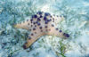 East Timor - Timor Leste: starfish - underwater / estrela do mar (photo by Mário Tomé)