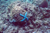 East Timor - Timor Leste: blue starfish (photo by Mário Tomé)