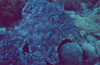 East Timor - Timor Leste: coral (photo by Mário Tomé)
