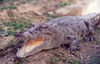 East Timor - Timor Leste: marine crocodile (photo by Mário Tomé)