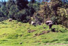 East Timor - Timor Leste: buffaloes in the hills (photo by Mário Tomé)