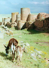 Ani, Kars province, Eastern Anatolia, Turkey: walls of the Armenian Bagratid kingdom - donkey - Western Armenia - photo by G.Frysinger